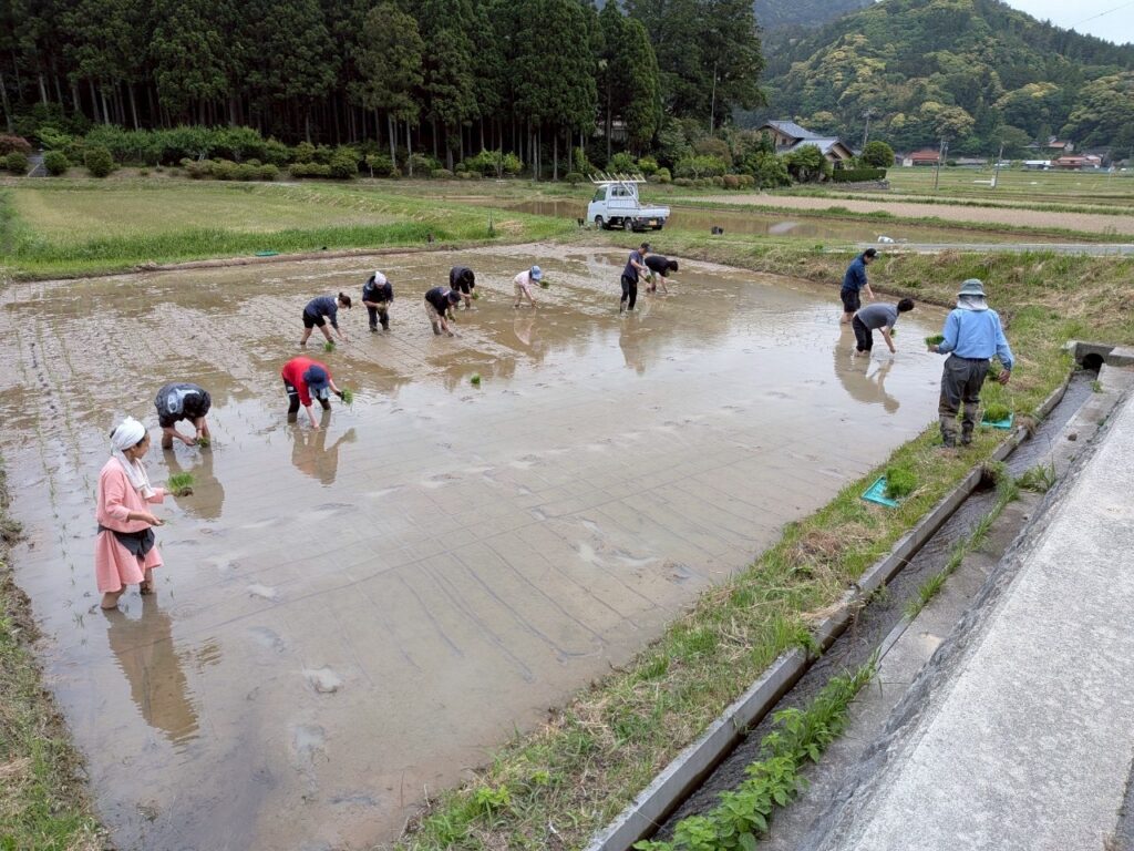 地域おこし協力隊で初の田植え！都万での参加型体験