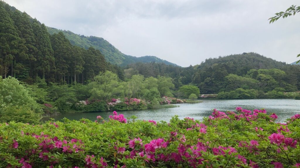【都万】つつじ祭りが開催されました！【亀の原水鳥公園】